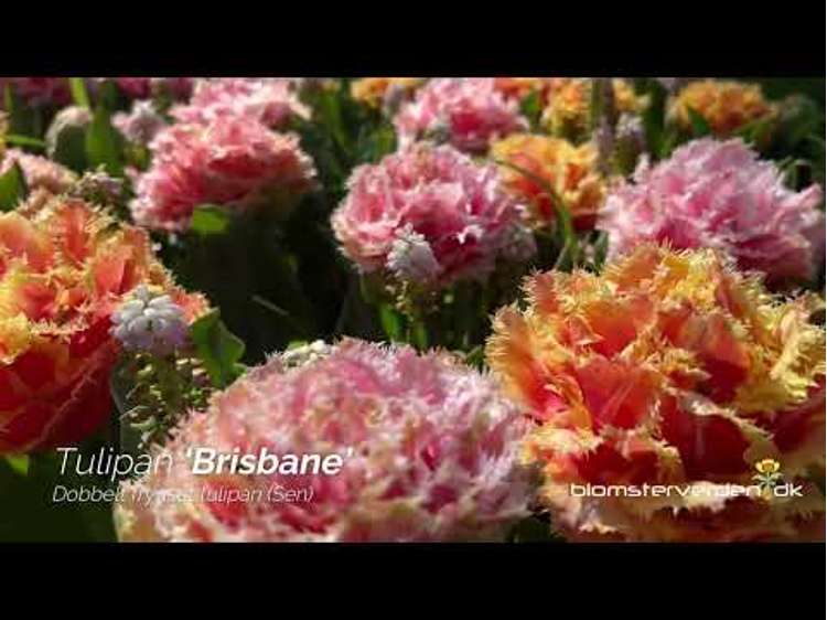 Tulpe 'Brisbane'